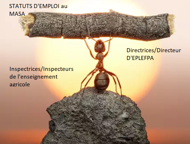 Enseignement agricole. Bilan 2024. Statuts d'emploi